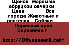 Щенок  маремма абруцкой овчарки › Цена ­ 50 000 - Все города Животные и растения » Собаки   . Пермский край,Березники г.